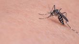 Remedio casero para ahuyentar a los mosquitos de tu casa