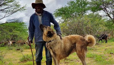 How training dogs to dodge snakes helps protect livestock and save Namibia's cheetahs
