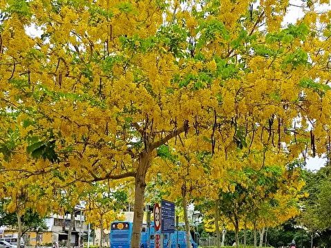 阿勃勒下黃金雨好美 中市推智慧落葉地圖防跌