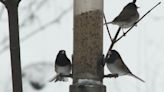 Organization requests reduction in outdoor lighting during spring peak bird migration