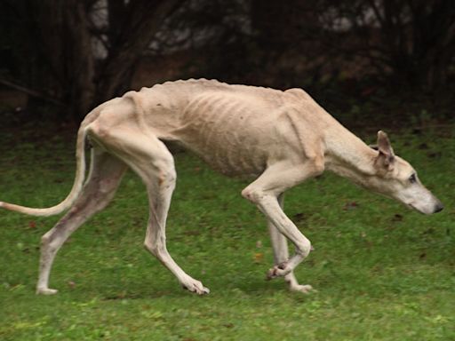 Ley Conan. Una iniciativa que impulsa penas contra el maltrato y la crueldad animal y genera debate en distintos ámbitos