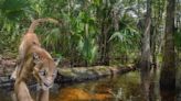 Florida panther: Why are they rare? Are they different from mountain lions?
