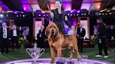 The economics of the Westminster Dog Show: Best in show gets no prize money, but about that breeding…