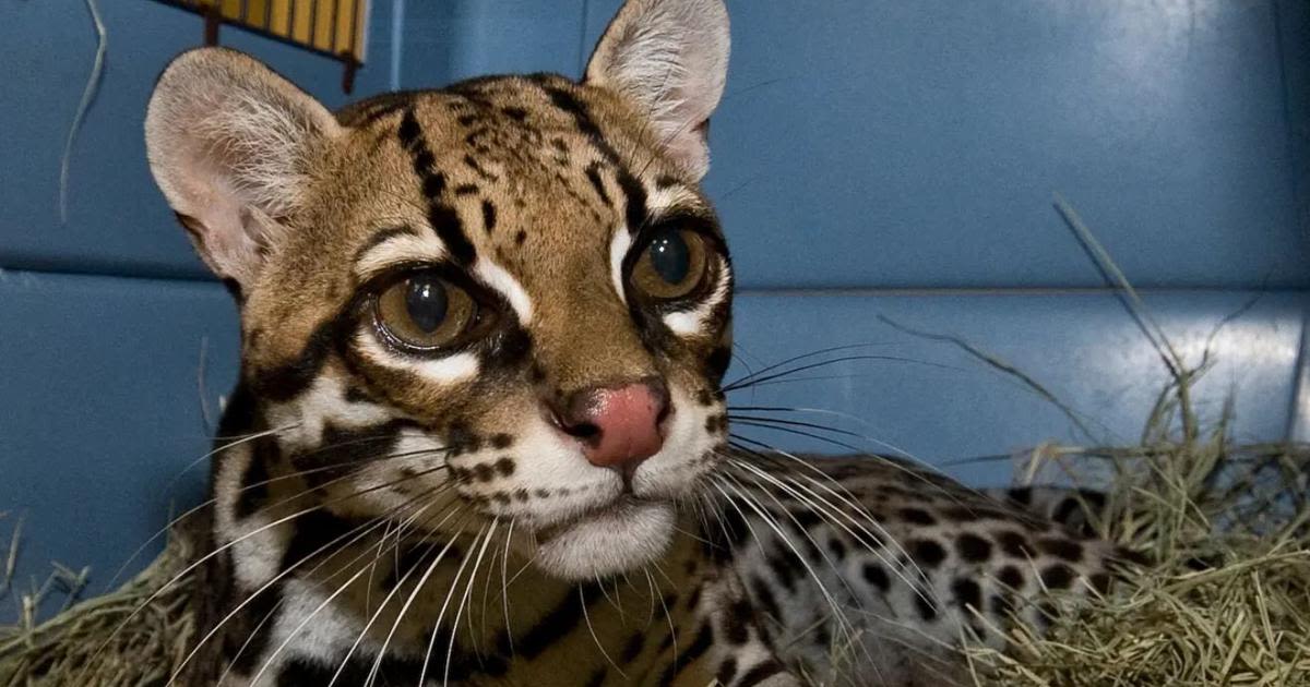 Is the ocelot, the endangered South Texas wildcat, making a comeback?