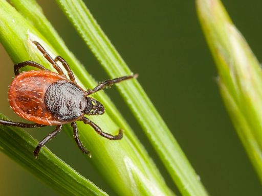 It's tick season. How is Lyme disease transmitted? Here's what you need to know.