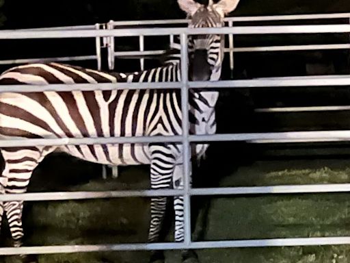 Missing zebra rescued near North Bend