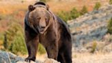 Alberta grizzly bear behind recent attack did a fatal mauling in 2021 | News