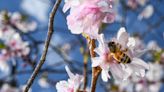 Spring has sprung in Shreveport and allergies are on the rise