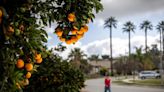 Is it ever OK to gather fruit from someone else's tree?