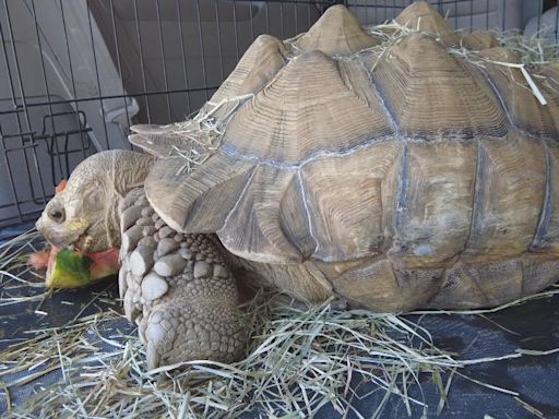 Despite community backlash, Shelly the tortoise removed from ecology center at Scenic Hills Elementary School