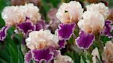Bearded iris varieties – make a statement with these 12 ruffled beauties