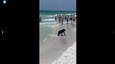 Bear swims off Florida coast as crowd of beachgoers watches. ‘Guess he’s on vacation’