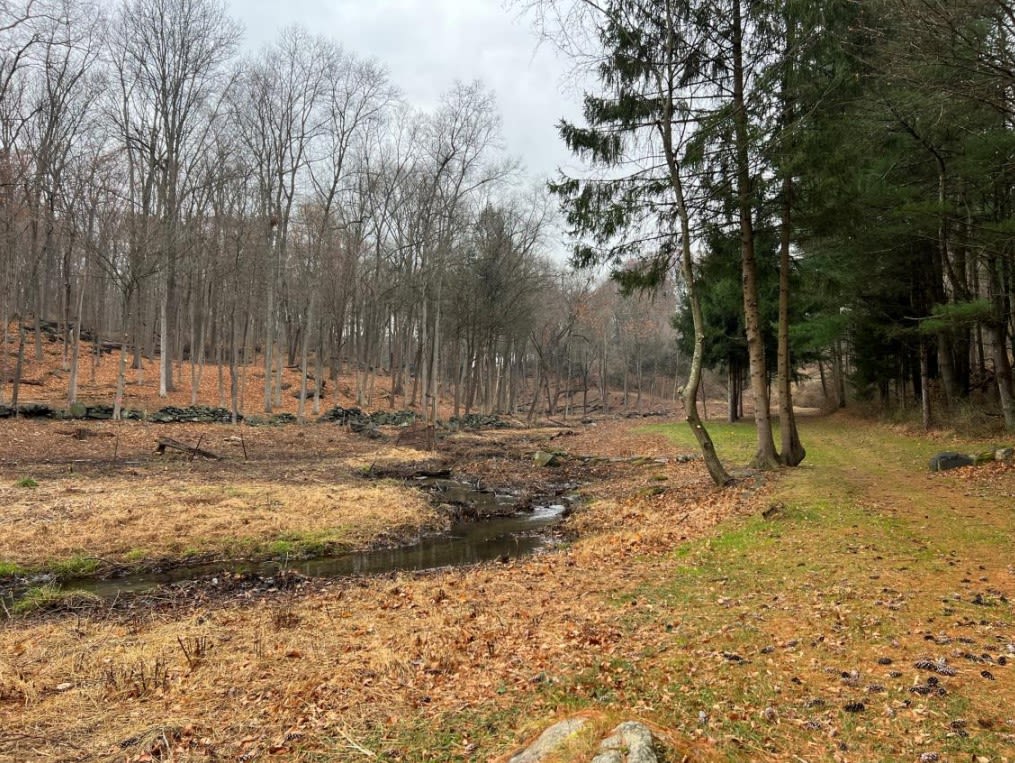 Gov. Ned Lamont, his neighbors face possible fines for illegal tree cutting in Greenwich