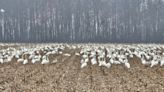 Record number of these pretty birds in Ohio is rare