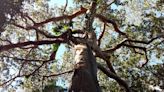 Capirona, el árbol de la selva peruana cuya corteza ayuda a combatir las afecciones de la piel