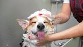 Cómo bañar a tu perro de manera correcta y según el tipo de pelaje