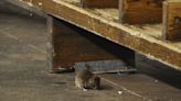 You can now track NYC subway rats in this popular transit app