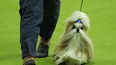 Westminster Dog Show 2024 winners: A complete list who won each group