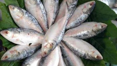 Dhaka to send 2,400 tonnes of hilsa to Bengal ahead of festive season