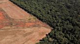 Exclusive-Deforestation of Brazilian savanna surged some 25% in a year, sources say