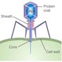 bacteriophage Diagram