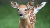 Chicago outdoors: Rosehill fawn, working cicada imitators and carp