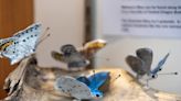 Metamorphosis in mâché: Beauty and diversity of Southwest Washington butterflies sets fans’ hearts aflutter