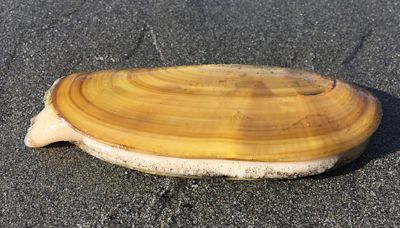 California Department of Fish and Wildlife Announces Razor Clam Fishery Closes in Humboldt County Due to Public Health Hazard