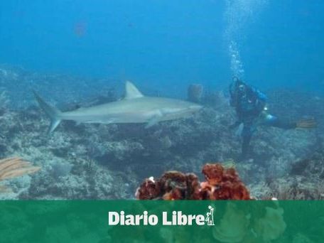 Lanzarse a los tiburones en República Dominicana sin morir en el intento