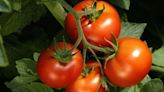 Grow more and better tomatoes with homemade fertiliser perfected over 30 years