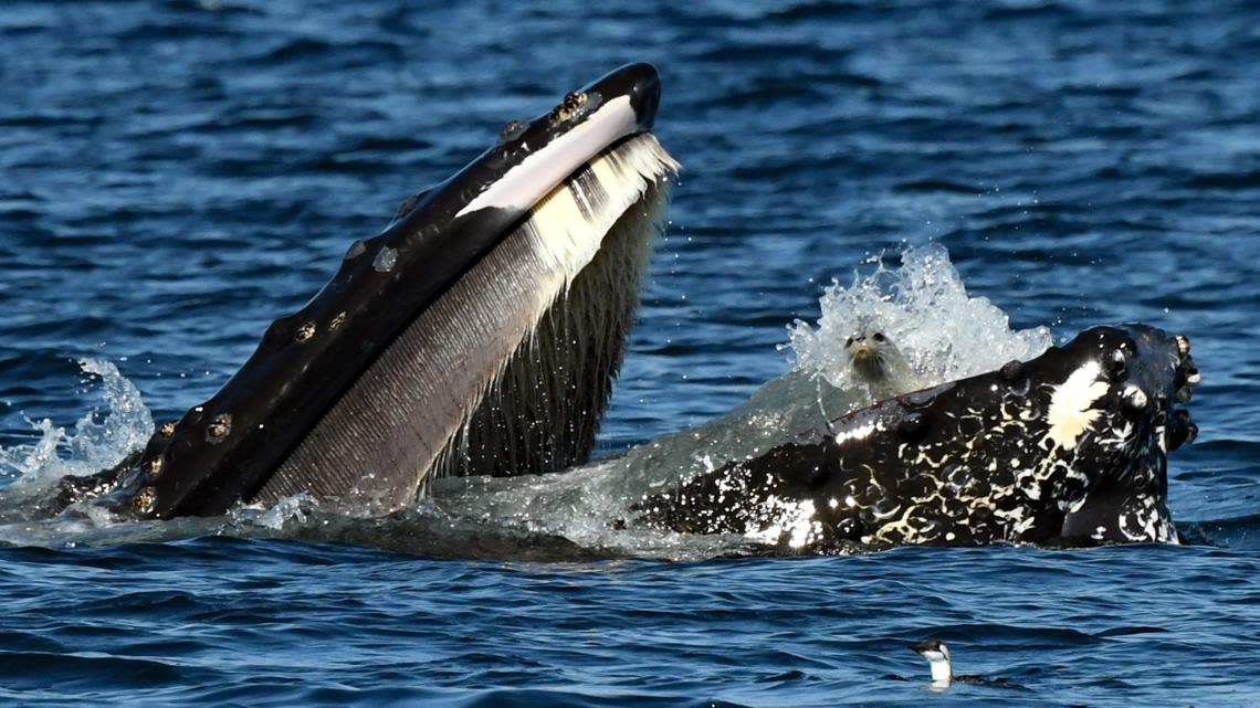 Humpback whale in Washington accidentally captures seal in mouth