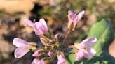 Spring wildflower show begins in woods. And trout stocked in Indiana waters.