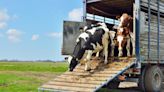 US orders testing for certain dairy cows after H5N1 avian flu remnants found in retail milk