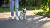 ¿Cuál es la mejor hora del día para pasear a tu perro?