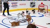 NHL Pairs This Year's Championships With The First-Ever 'Stanley Pup'