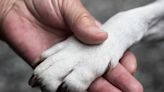 Story of Senior Citizen Adopting Senior Shelter Dog on Super Bowl Sunday Is Heartwarming