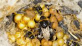 Rising temperatures are cooking bumblebee nests and killing larvae