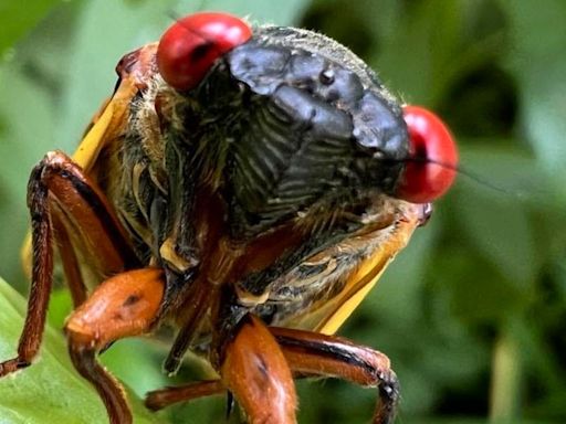 Cicadas are officially in Missouri, but peak emergence hasn't started