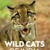 Wild Cats of India