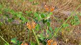 La mariposa cardera pasa el invierno y cría en el África subsahariana