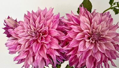 Washington flower farmers share tips for planting and growing dahlias