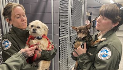 Waukegan opens new animal control facility; ‘Our animals are safe here’