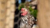 After years of pecking at the idea, Chandler leaders prepare to vote on backyard chickens