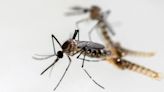 Una nueva mutación en los mosquitos trasmisores del dengue incrementa resistencia a insecticidas: ya está en Colombia