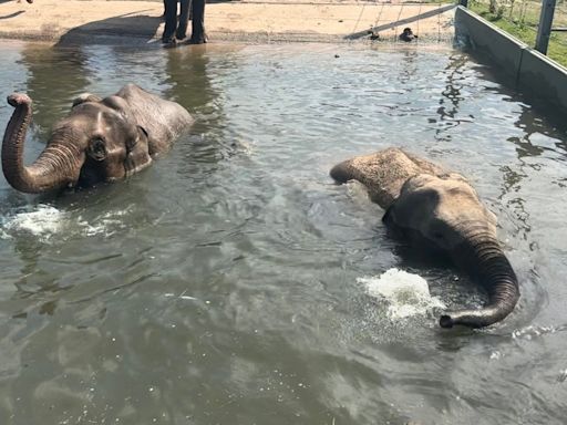 Pregnant elephants stay healthy by swimming at Blackpool Zoo