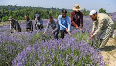 Heatwave grips Kashmir; Srinagar's hottest July in 25 yrs, beats Delhi temp