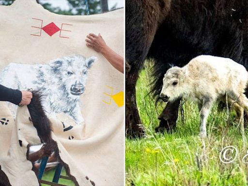 Very rare white buffalo calf born in Montana's Yellowstone, 'sacred' name revealed