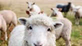 Effective data management plays vital role for smallholder sheep and goat breeding programs