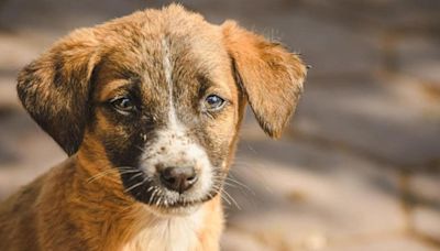 Bihar man files FIR against neighbour after electric fence kills 4 street dogs