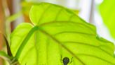 Houseplant Pest Identification: Get Smart To Indoor Pests